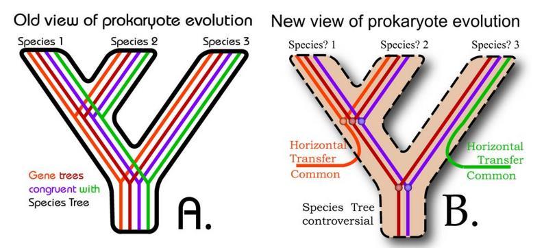 I. Nová biologie: po moderní syntéze Evoluce prokaryot: Původní představa (A) předpokládala těsnou shodu mezi historií genu a druhu.