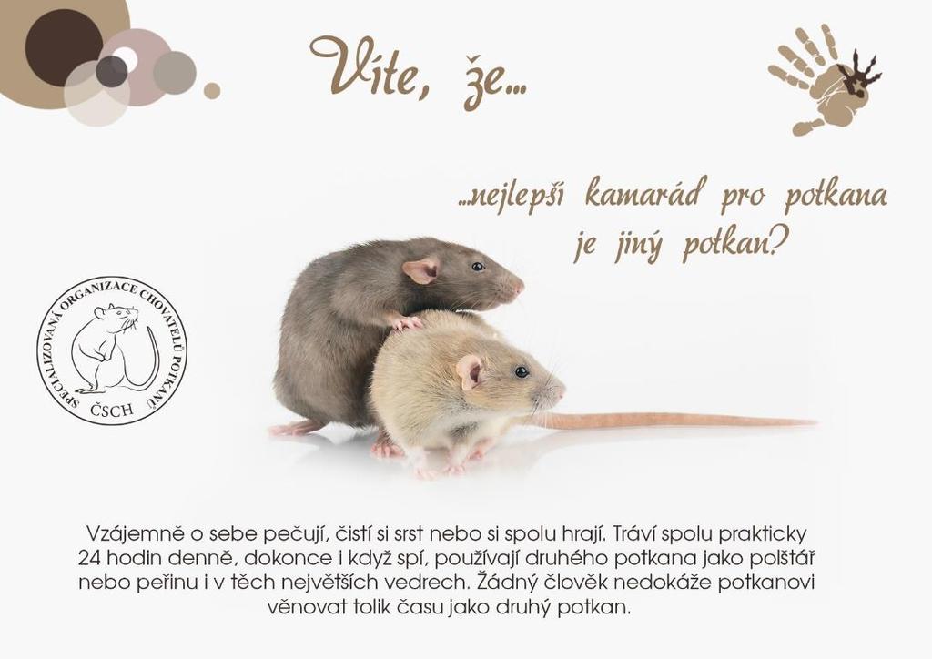 6. PRODEJ MLÁĎAT NA VÝSTAVĚ prodej potkaních mláďat bude na výstavě umožněn pouze po předchozí domluvě s garantem mláďata určená k prodeji nesmí být mladší 6 týdnů (tzn.