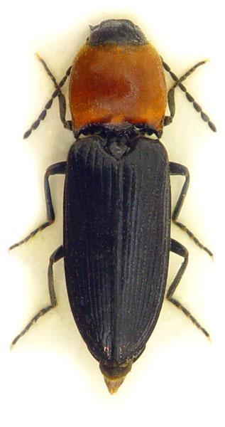 Obr. S5: Cardiophorus erichsoni Buysson (www.elateridae.