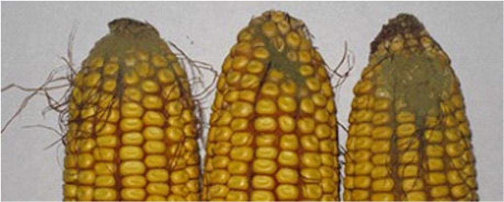 Aflatoxiny v kukuřici U nás nyní problém hlavně dovozů, dříve pouze tropické oblasti, nyní posun - změna klimatu Pro tvorbu aflatoxinů jsou příznivé vysoké teploty (> 30 C 43 C), sucho, teplé noci (>