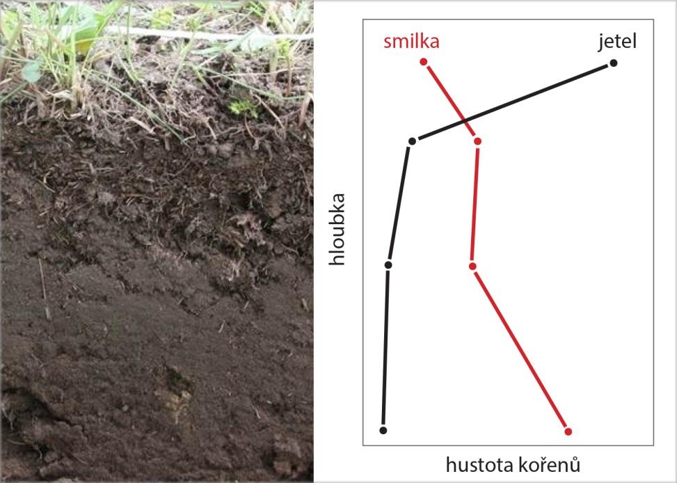 4/ Odpovídají kořeny jednotlivých druhů horské louky na sousední druhy změnou vertikální distribuce kořenů?