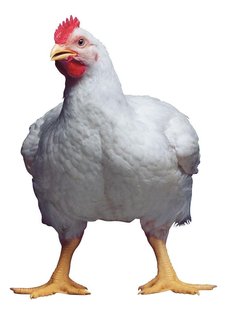 TECHNOLOGICKÝ POSTUP PRO VÝKRM BROJLERŮ ROSS: Úvod Obrázek 1.6: Pět svobod zvířat definovaných společností Farm Animal Welfare Committee (FAWC) jako ideální stav o který máme usilovat.