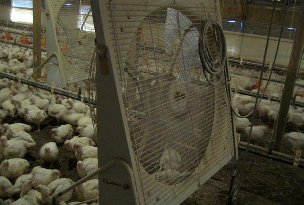 TECHNOLOGICKÝ POSTUP PRO VÝKRM BROJLERŮ ROSS: Ustájení a podmínky prostředí Obrázek 6.2: Cirkulační ventilátory v přirozeně větrané hale.