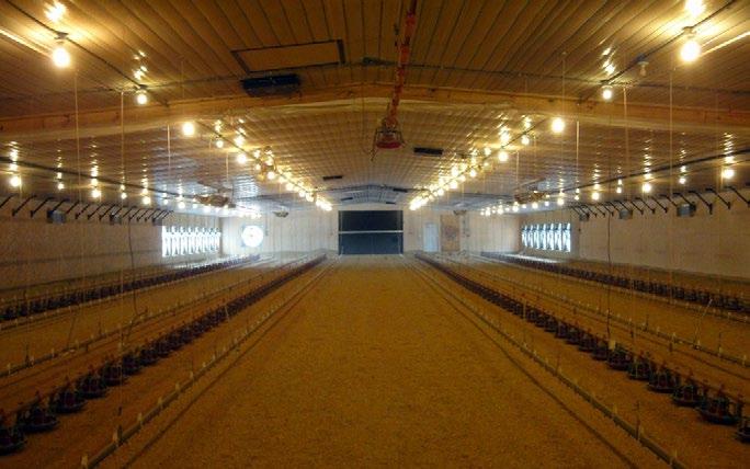 TECHNOLOGICKÝ POSTUP PRO VÝKRM BROJLERŮ ROSS: Ustájení a podmínky prostředí Haly s řízeným prostředím Nucená ventilace v kontrolovaných nebo uzavřených halách je nejoblíbenějším způsobem větrání
