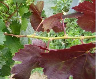 V plodných vinicích jsou škody zanedbatelné. Insekticidní ochrana není efektivní a neprovádí se. 2.1.