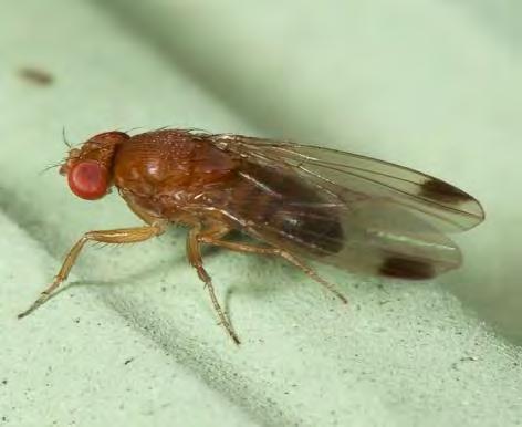 i) Křísek révový Aktuální výskyt: Probíhá fáze výskytu imag (dospělců) kříska révového. j) Octomilka japonská (Drosophila suzukii) D.