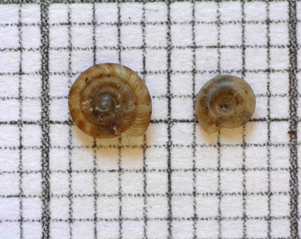 pygmaeum Obr. 1.