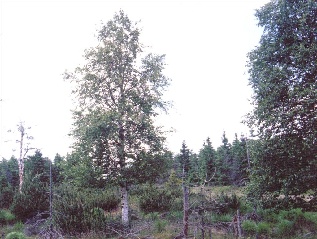 Bříza pýřitá Betula pubescens Výška do 20 m, celistvá kůra, větve míří vzhůru,