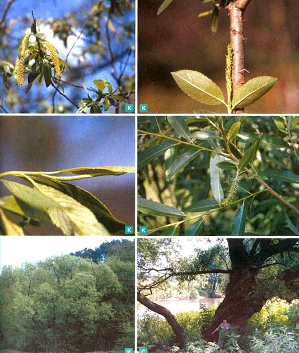 Vrba křehká Salix fragilis Výška do 15 m. Košatý strom, křivolaký kmen.