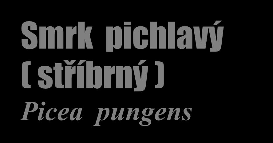 Smrk pichlavý ( stříbrný ) Picea pungens Výška