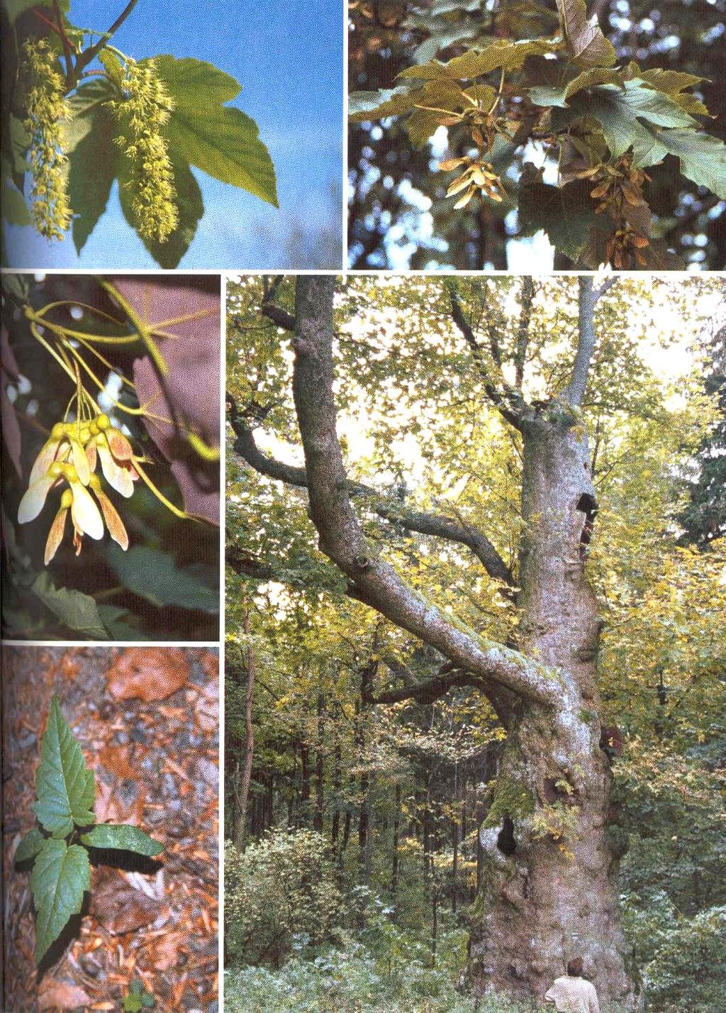 Javor klen Acer pseudoplatanus Výška 30 40 m. Imposantní. Listy pilovité, tupé, podzimní zbarvení žlutohnědé. Kůra - pláty. Vyžaduje živné a vlhčí (ne mokré) půdy. Nesnáší sucho.