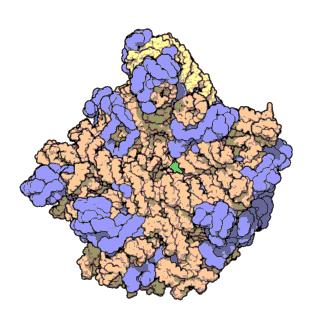 Ribozomy Drobné útvary volně rozptýlené v cytoplazmě Jsou tvořeny malou a velkou podjednotkou (30S a 50S), celkem 70 svedberků Probíhá na nich syntéza bílkovin Jsou tvořeny