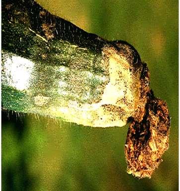 Botrytis cinerea) infekce v