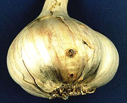 larvy dospělec