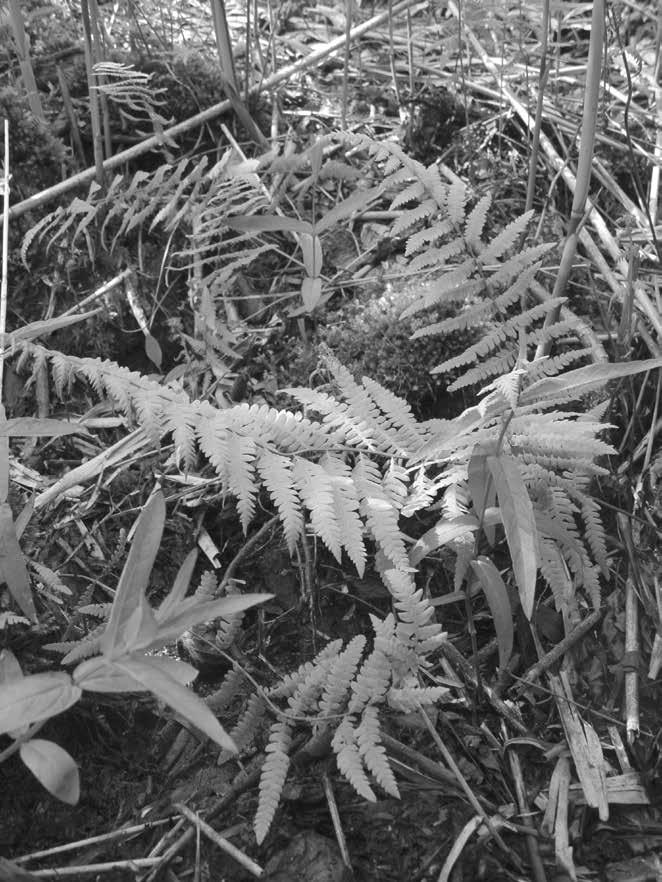 Obr. 4: Kapradiník bažinný (Thelypteris palustris), PR U Houkvice. Foto: R. Prausová, 18. 5.