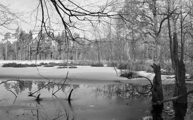 Obr. 5: Rybník Prostřední Houkvice, vegetační klid, PR U Houkvice. Foto: A. Burešová 10. 3.