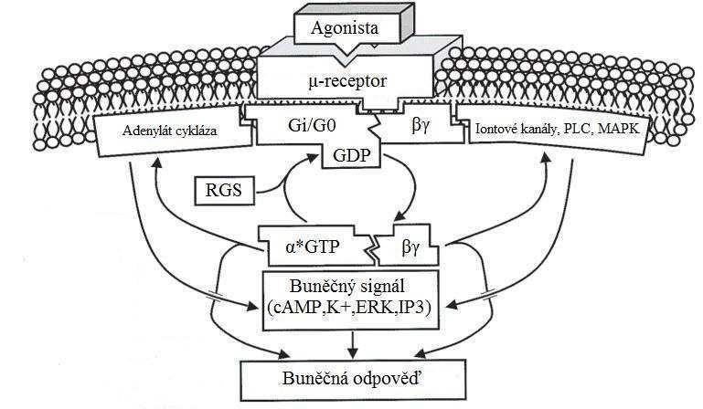 receptoru jako agonisté či parciální agonisté a na jiném receptoru jako antagonisté (např. nalbufin). OR jsou spojeny s inhibičními G proteiny skupiny Gi/Go citlivými k pertusis toxinu.
