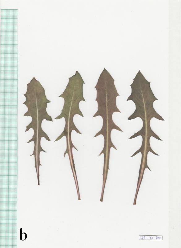 Populace Lactuca spp. Obrázek 6. Čepel rozetového listu: a celistvá čepel vzorku 367-6 druhu L. aculeata, b dělená čepel vzorku 379-2 druhu L.