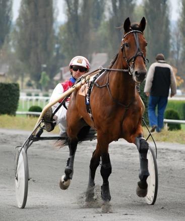 ------------------------- 2010 MAGE DU BOURG (F) Derby du Gite Baronne