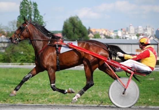 r.o. 2015 SALET TEČ Let s Go Sahara Teč Stáj Tečovice 2016 BOCCACCIO