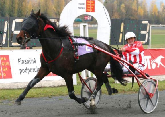 Jiří Svoboda Syn derbyvítězky Top Palemy debutoval v srpnu v domácích Bravanticích druhým místem za klisnou Zunny Misi. Další starty potom absolvoval v zahraničí.