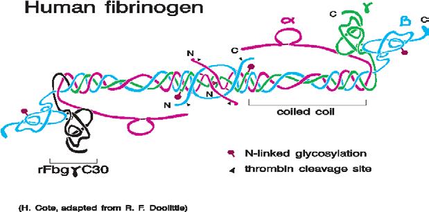 Obr. 3: Molekula lidského fibrinogenu. (11) 2. 2. 9 Hyperhomocysteinémie Homocystein je aminokyselina, která se tvoří z methioninu.