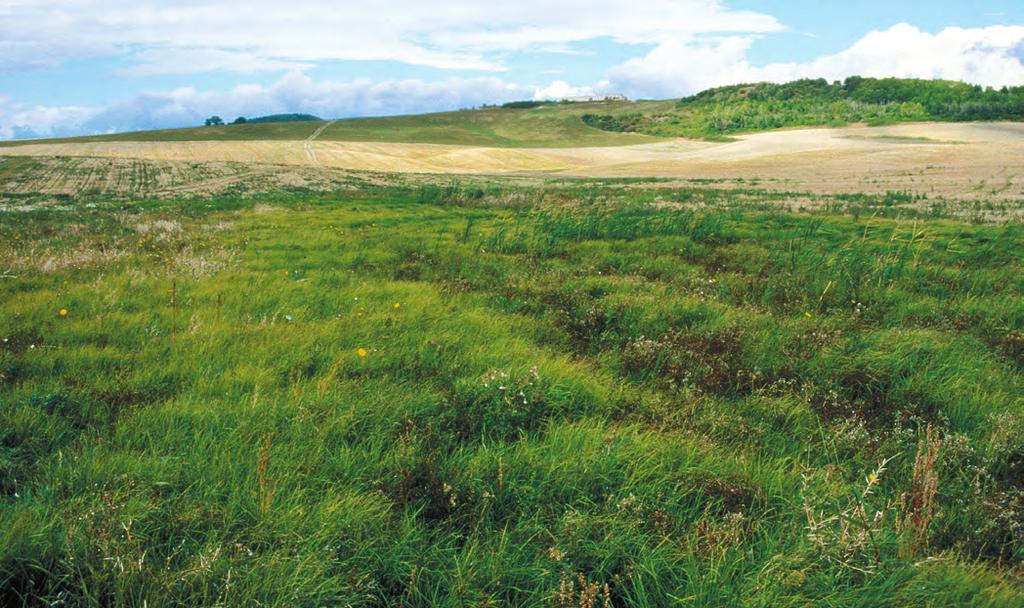 Juncion gerardii Obr. 69. Agrostio stoloniferae-juncetum ranarii. Halofilní trávník na okraji pole u Třtěna na Lounsku. (J. Novák 2003.) Fig. 69. Saline grassland at the edge of a field near Třtěno, Louny district, northern Bohemia.