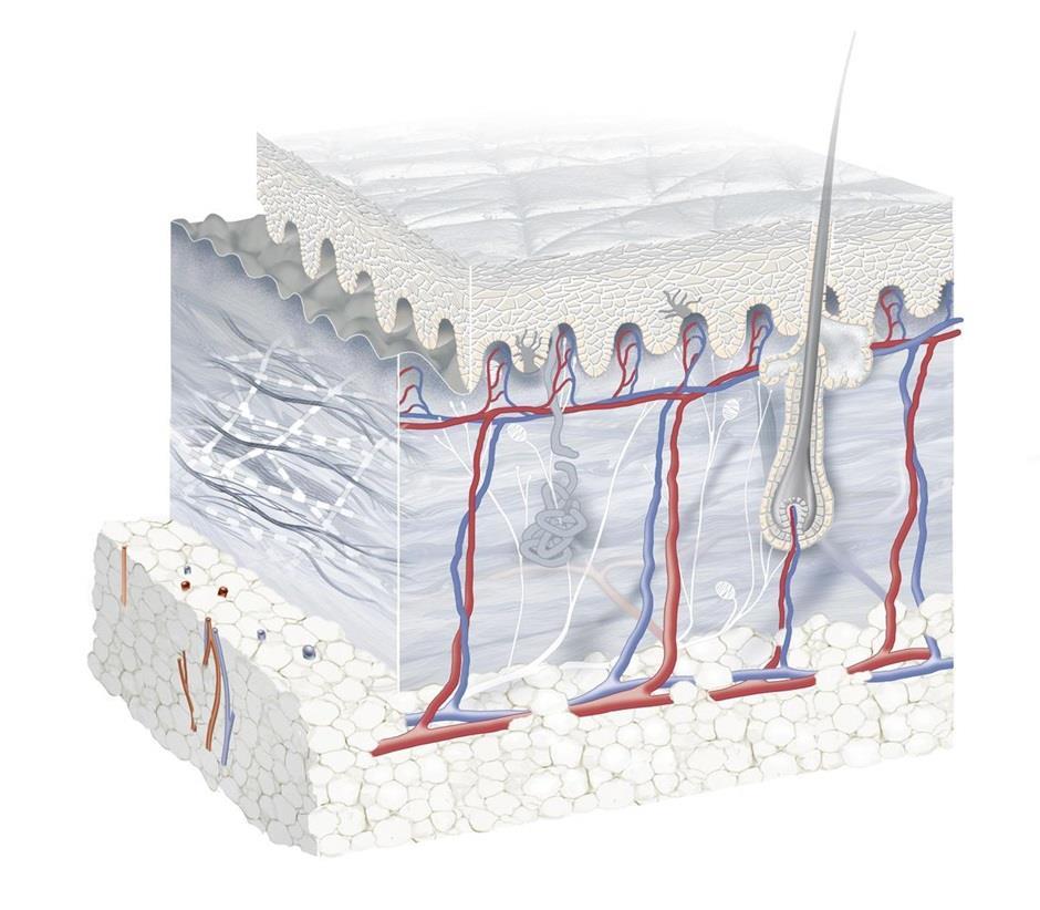 Dermis (corium) a subcutis Stratum papillare Papilární dermis Řídké kolagenní vazivo vybíhající vůči epidermis Vaskularizace, nervová zakončení Hmatová tělíska (kůže s lištami) Imunitní