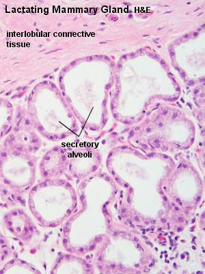 Sekreční oddíly bazální membrána 1 vrstva myoepitelových buněk žlázový epitel