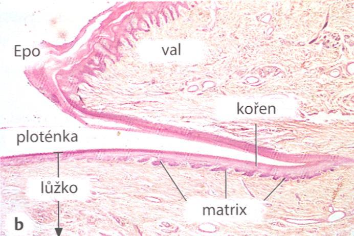 unguis proximální úsek: radix silnější, intenzivní mitotická