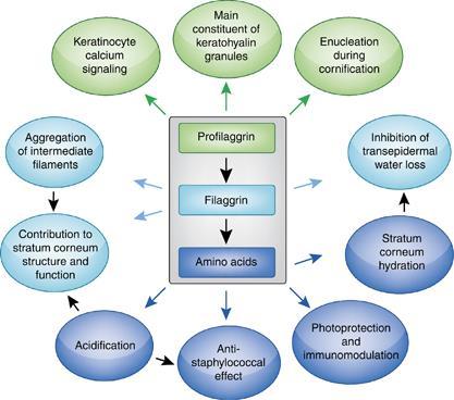 corneum) Keratin z keratohylinových granul díky aktivitě filaggrinu