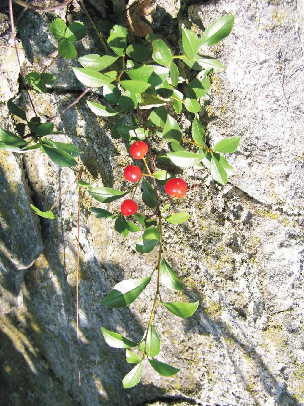 100 95 100 242 Koutecký: Polygala serpyllifolia v ji ních Èechách 95 75 75 25 25 5 5 0 0 Obr. 7. Prunus eminens, plodná vìtev (lokalita è. 4) (Foto M. Lepší 2009). Fig. 7. Prunus eminens, fertile branch (locality no.