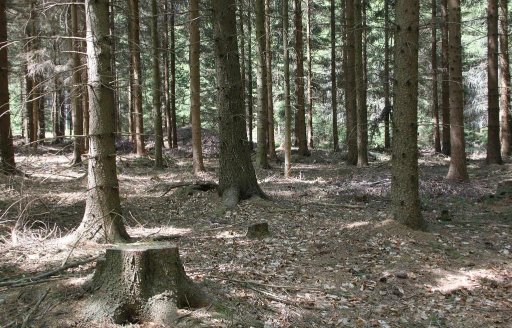 Porost 506C5 - Jehličnatá část po strukturním zásahu.