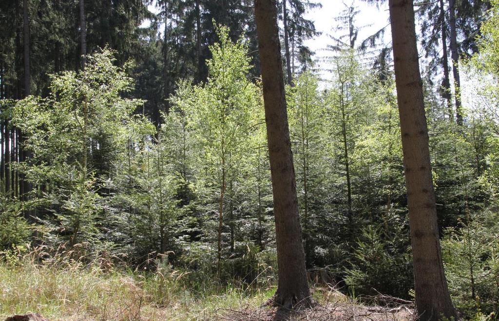 Zásah míří většinou do hlavní úrovně, cíleně rozbíjí korunový zápoj, vytváří spektrum různých světlostních podmínek, za kterých se porost bude dál vyvíjet.