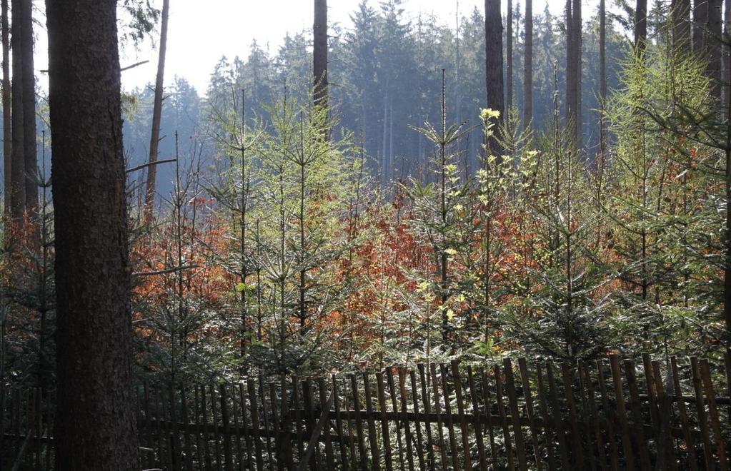 Tento způsob míšení funguje stejně dobře na náseku jako pod porostem jen s tím rozdílem, že pod porostem je více znát rozdílná dynamika růstu obou dřevin.