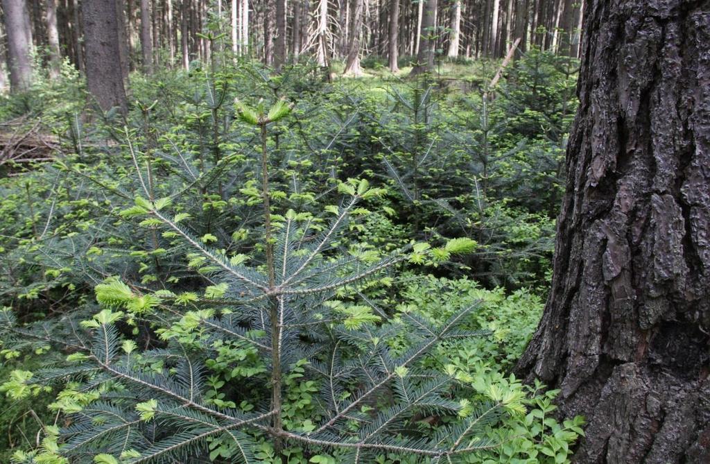 Porost 502A11 Přirozená obnova jedle pod porostem.