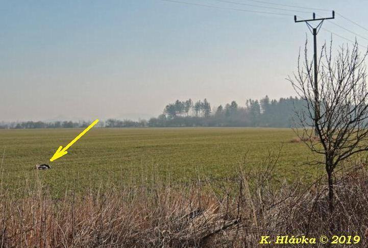 ÚHYN JEŘÁBA POPELAVÉHO (GRUS GRUS) POD EL. VEDENÍM. Jeřáb byl nalezen 18. 2. 2019 kolem 10:00 hod.