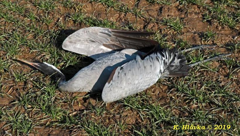 2 čepičkou na hlavě. Při zběžném ohledání byl bez viditelného poranění či poškození. Od soboty až do pondělí (16. - 18. 2. 2019) byla v oblasti velká mlha. V sobotu 16. 2. ráno jsme kolem 9:30 hod.