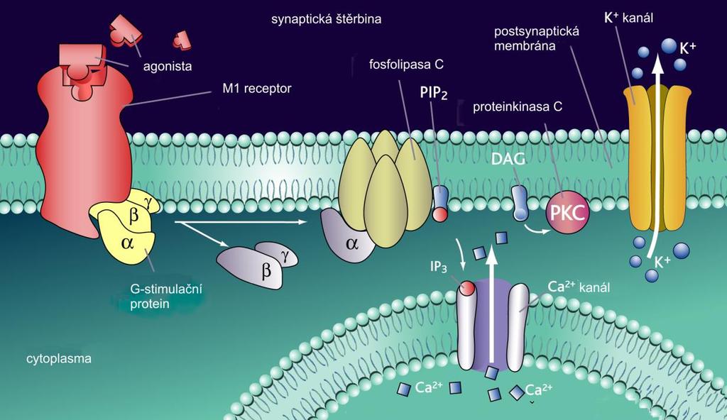 Receptory M 5 jsou nejmíň prozkoumané muskarinové receptory. Byly popsané v CNS (Weiner, 1990), hladké svalovině jícnu (Preiksaitis, 2000) a v srdeční tkáni (Wang, 2001).