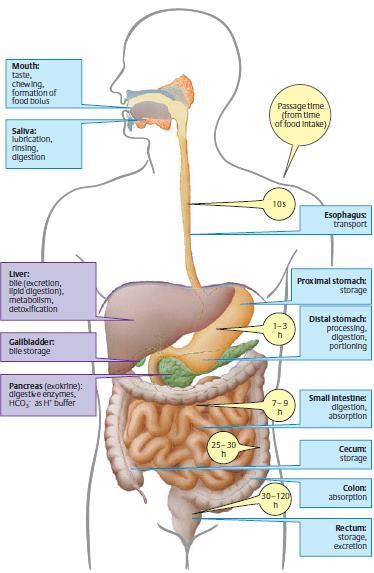 Gastrointestinální absorpce - Dutá trubice chráněná mukosou - minimální resistene k prostupu škodlivin - Většina absorpce v střevě (ph 6) a žaludku (ph 1-3) - Sekrece ze slzných, slinných žláz,