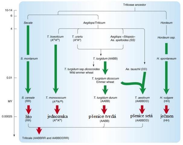 Obr. 1:Evoluce genomů pšenice, ječmene a žita. Zelené šipky představují domestikační události, červené představují selekce, důsledkem kterých existují dnes známé odrůdy ţita, pšenice a ječmene.