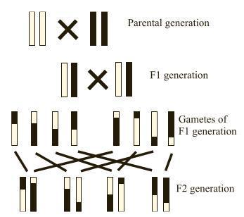 Obr. 5 Schéma přípravy F 2 mapovací populace (Meksem et Kahl, 2005) 3.4.4 Rekombinantní inbrední linie (Recombinant Inbred Lines, RILs) Rekombinantní inbrední linie (viz obr.