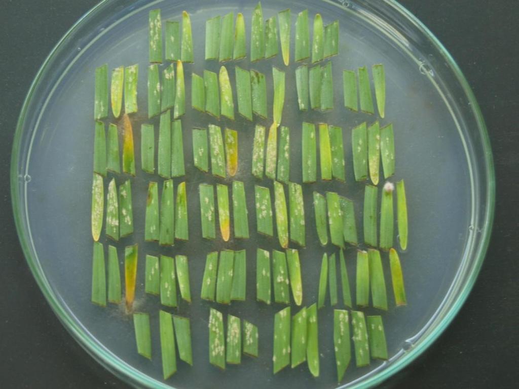 napadení padlím byla hodnocena po měsíci hodnoticí škálou 0-4 (kde 0 byla rezistentní a 4 silně napadená). Obr. 8 Inokulované listy T. monococcum L. na agarovém gelu s benzimidazolem 4.4.3 Izolace DNA z lyofilizovaného materiálu Izolace DNA byla provedena pomocí Invisorb Spin Plant Mini Kit (Invitek, Německo).