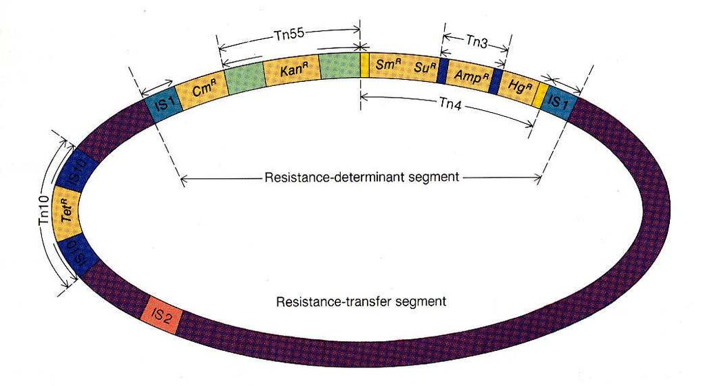 Úloha transpozonů při evoluci R-plazmidů -