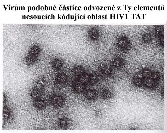 Mobilní elementy kvasinek - Ty elementy Retrovirům podobné elementy - Virus like