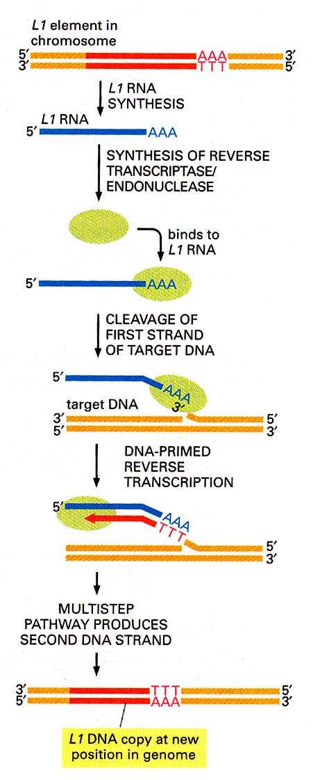 Transpozice neretrovirových retrotranspozonů (sekvence LINE 1) místně specifickou rekombinací Iniciační fáze, při níž endonukleáza (součást RT) připojená na L1 RNA štěpí cílovou