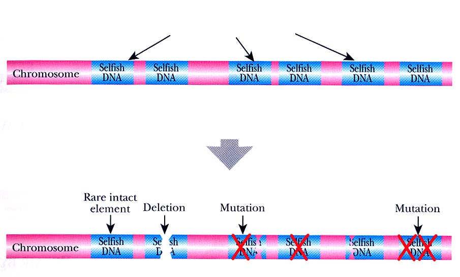 Vznik odpadní DNA jako důsledek transpozice a následné