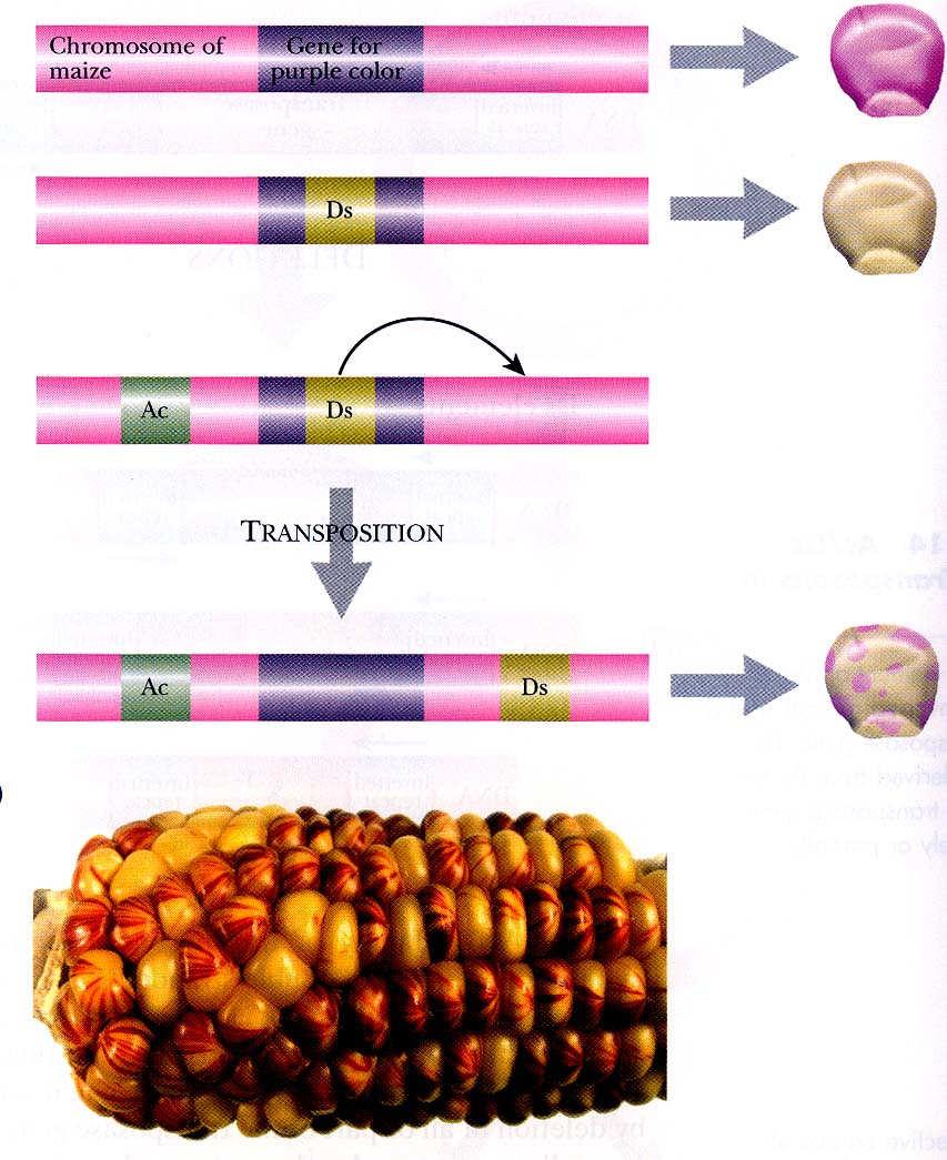 Transpozice Ds elementu u kukuřice Funkční gen pro purpurovou barvu obilek Gen pro purpurovou barvu obilek přerušený transpozonem Vyčlenění Ds elementu z genu zprostředkované