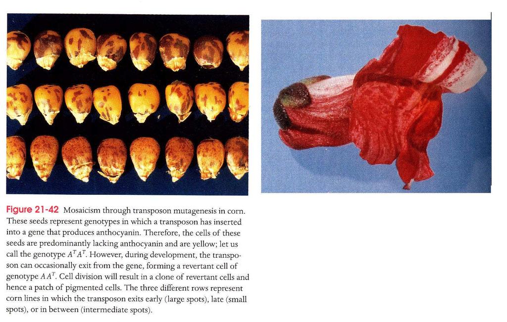 Transpozony u kukuřice Transpozony u Antirrhinum Mozaikovitost květu je způsobena pohyby transpozonů, které