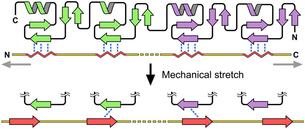al., 2004; Yoshigi et al., 2005). Analýza LIM domén navíc odhalila jejich schopnost interagovat s peptidy v konformaci PPII helixu.